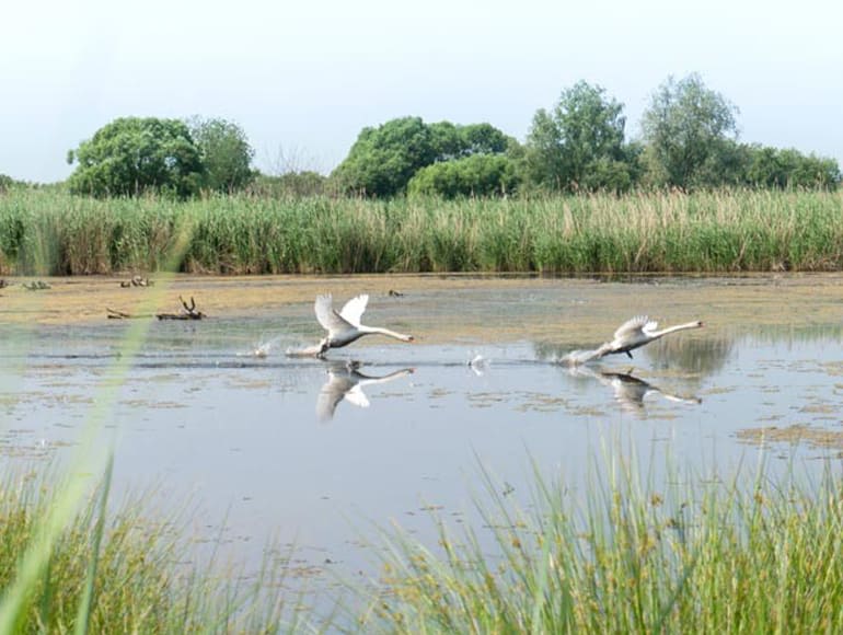 Natuurpark met wilde dieren