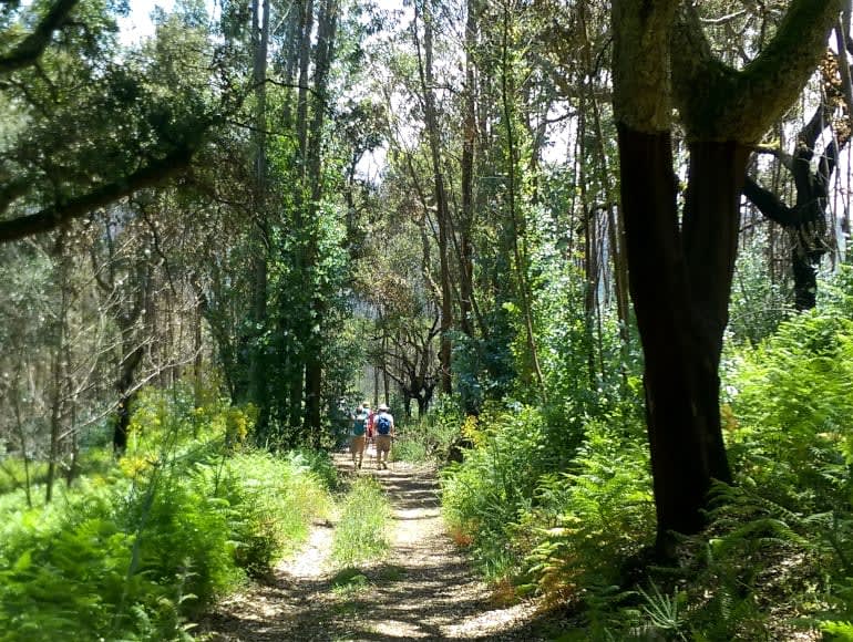 Caminhadas por florestas
