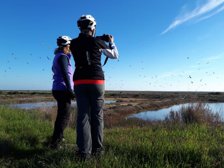 Passeios com guia, observação de aves, Parque Natural da Ria Formosa